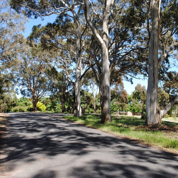 Gums boardering Glebe